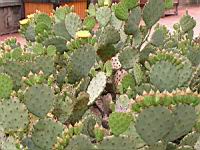 Opuntia Haematocarpa (fam Cactacees) (Sud des USA) (01) (Photo F. Mrugala)